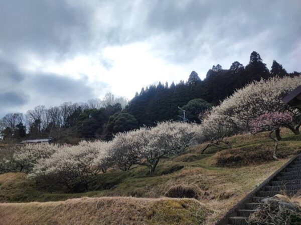 IMG 20240307 144807 600x450 - 梅見物