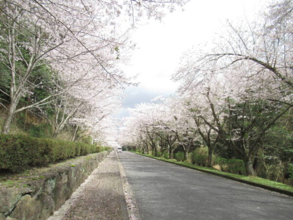 IMG 6631 600x450 - 伊賀CHデイ☆桜ドライブ☆