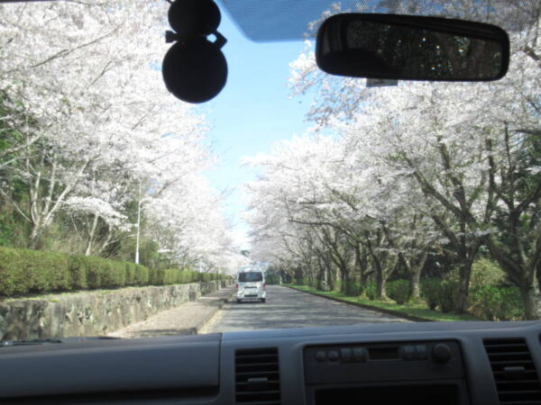 IMG 6661 600x450 - 伊賀CHデイ☆桜ドライブ☆