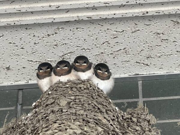 IMG 9546 600x450 - 今年もやって来ました🐧