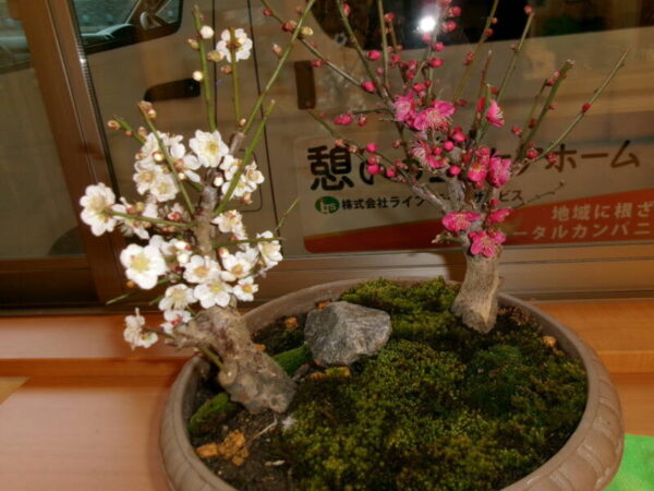 ひな飾り🎎 102 2452 600x450 - ひな飾り🎎