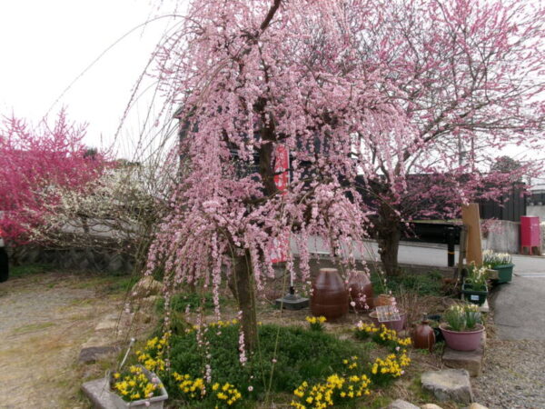 102 2773 600x450 - ✿梅見ツアー✿