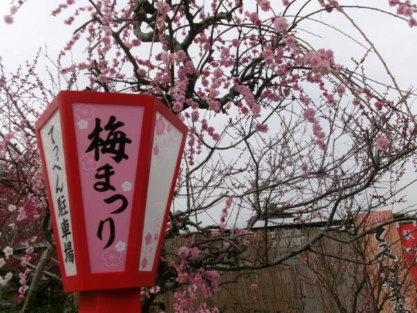 102 2776 600x450 - ✿梅見ツアー✿