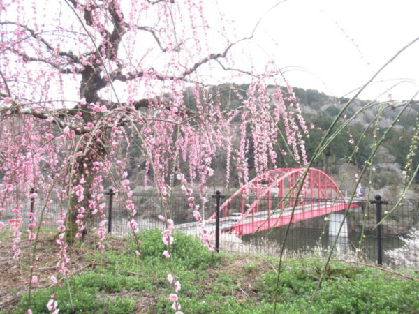 IMG 0756 1 600x450 - 伊賀CHデイ☆月ヶ瀬観梅ツアー☆