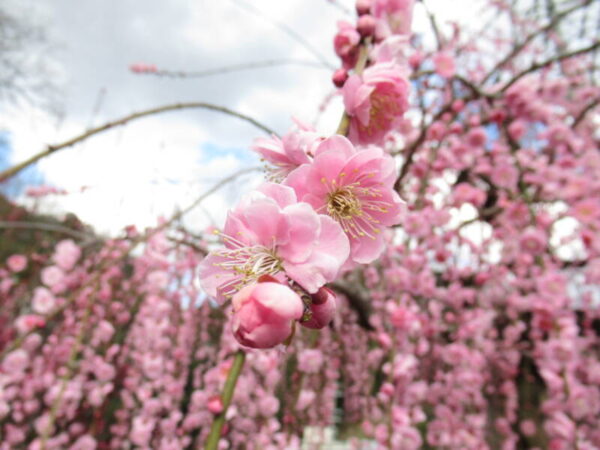 IMG 0764 1 600x450 - 伊賀CHデイ☆月ヶ瀬観梅ツアー☆