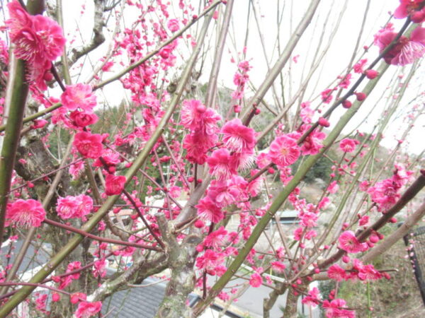 IMG 0767 1 600x450 - 伊賀CHデイ☆月ヶ瀬観梅ツアー☆