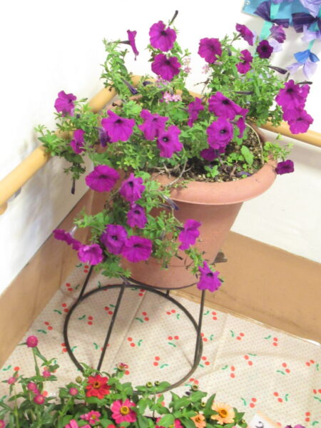 IMG 1523 450x600 - 伊賀CHデイ☆寄せ植え🌺【後半】☆