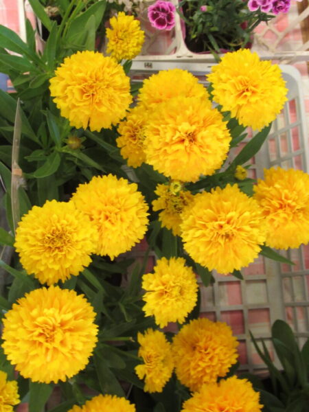 IMG 1524 450x600 - 伊賀CHデイ☆寄せ植え🌺【後半】☆