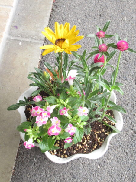 IMG 1530 450x600 - 伊賀CHデイ☆寄せ植え🌺【後半】☆