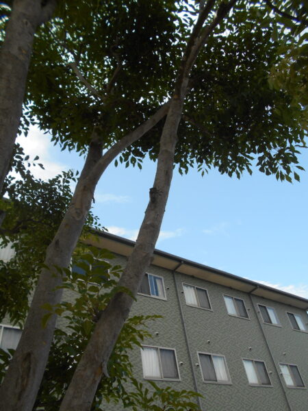DSCN3000 450x600 - 残暑お見舞い申し上げます