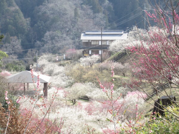 IMG 0160 600x450 - 伊賀CHデイ☆大正琴演奏会と月ヶ瀬観梅ツアー☆