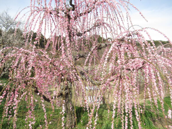 IMG 0166 600x450 - 伊賀CHデイ☆大正琴演奏会と月ヶ瀬観梅ツアー☆