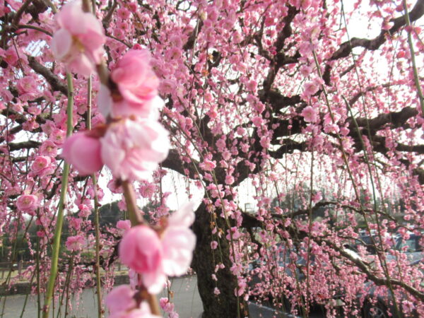 IMG 0178 600x450 - 伊賀CHデイ☆大正琴演奏会と月ヶ瀬観梅ツアー☆