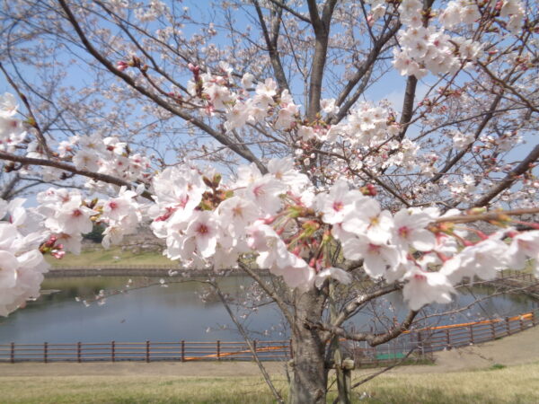 DSC08839 600x450 - 春を感じるひととき ～みんなでお花見に行ってきました～