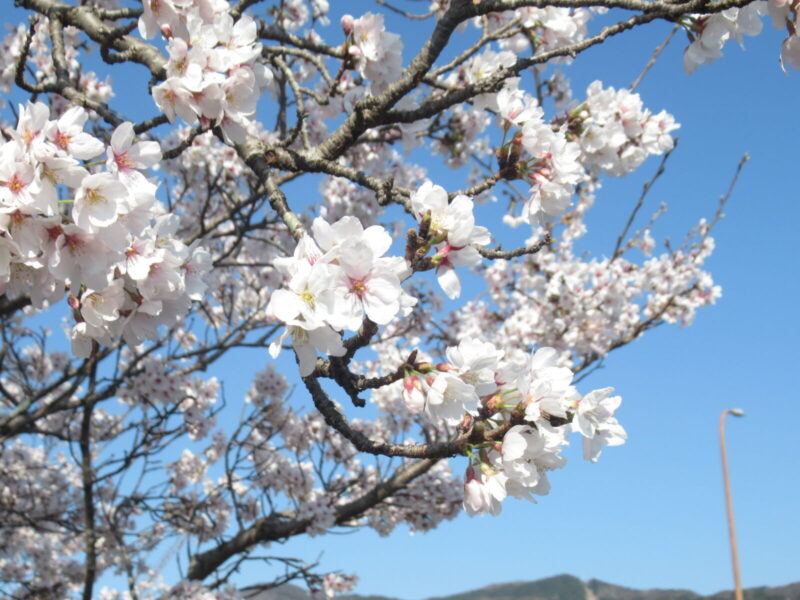 IMG 0662 800x600 - 伊賀CHデイ☆外出レクリエーション：桜花見ツアー☆