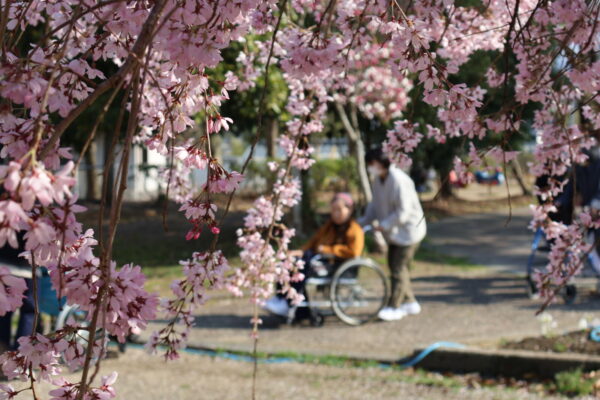 IMG 1228 600x400 - 平尾山カルチャーパークでお花見