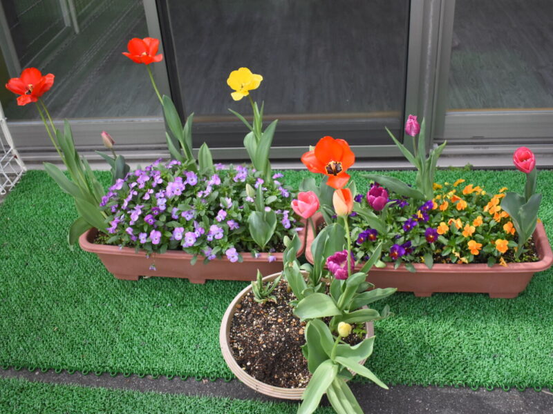 b02a2abce943af379d83f46006266d50 1 800x600 - わくわく♪楽しいあそびの時間