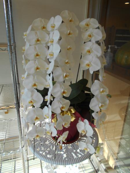 DSCN3802 1 450x600 - 30周年記念～胡蝶蘭～