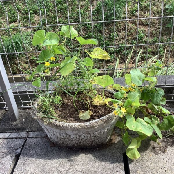 秋の散歩で見つけた小さな発見✨ IMG 0483 600x600 - 秋の散歩で見つけた小さな発見✨