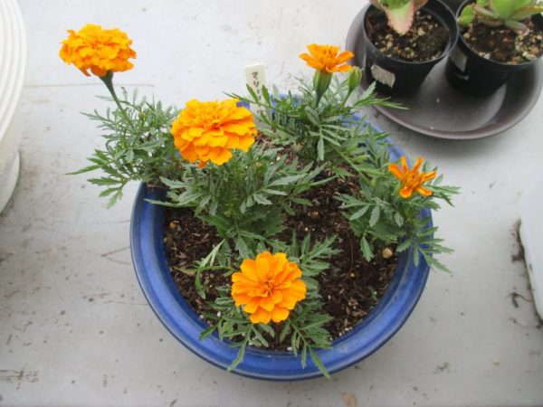 IMG 0003 600x450 - ベランダの花の手入れを進めています