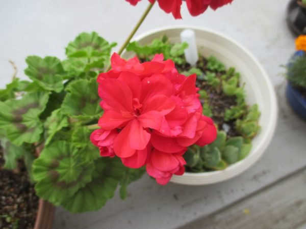 IMG 0004 600x450 - ベランダの花の手入れを進めています