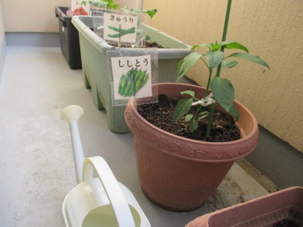 IMG 0007 600x450 - プランター菜園