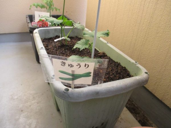 IMG 0008 600x450 - プランター菜園