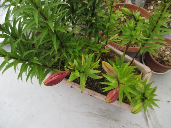 IMG 0009 1 600x450 - ベランダの花の手入れを進めています