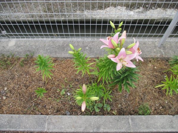 IMG 0018 600x450 - ベランダの花の手入れを進めています