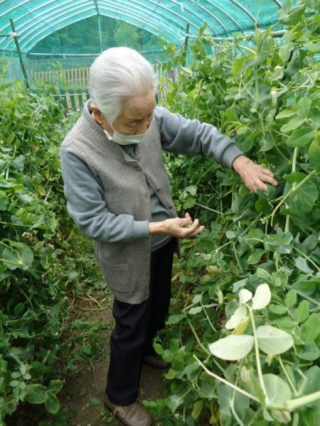 DSC01678 450x600 - 【園芸】えんどう豆の収穫をしました。