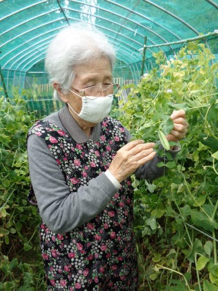 DSC01754 450x600 - 【園芸】えんどう豆の収穫をしました。