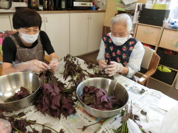 CIMG1438 600x450 - しそジュースづくり