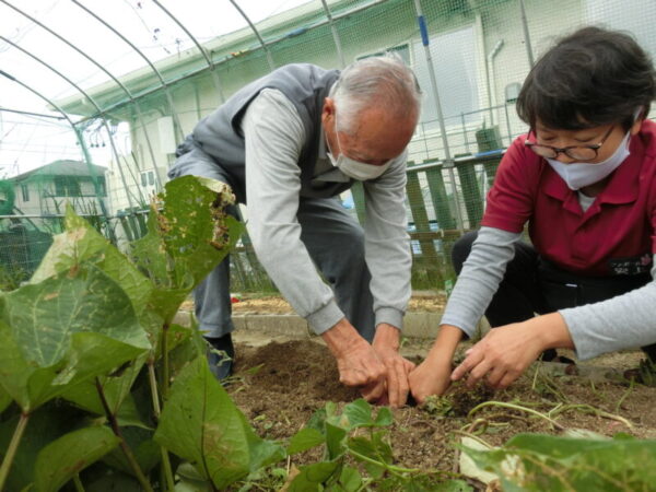 CIMG2390 600x450 - 【園芸】さつまいもほり①
