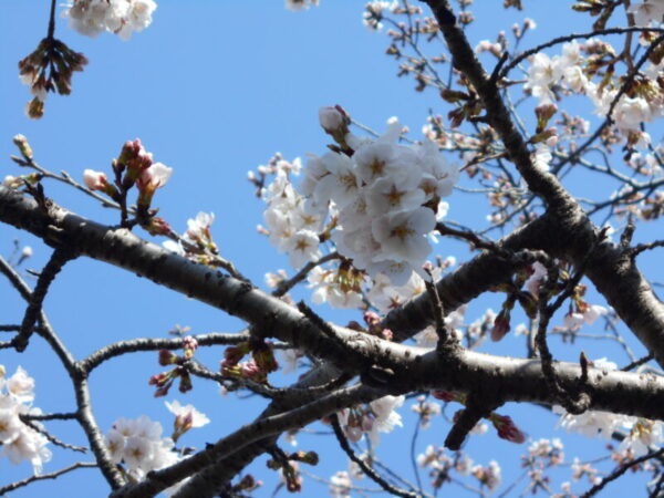 7b5c35a109c1930dd497b2d4aa4a4f52 600x450 - 🌷お散歩🌸・・多床室編