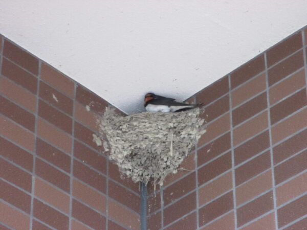 IMG 0003 600x450 - 春風とチューリップに誘われて。