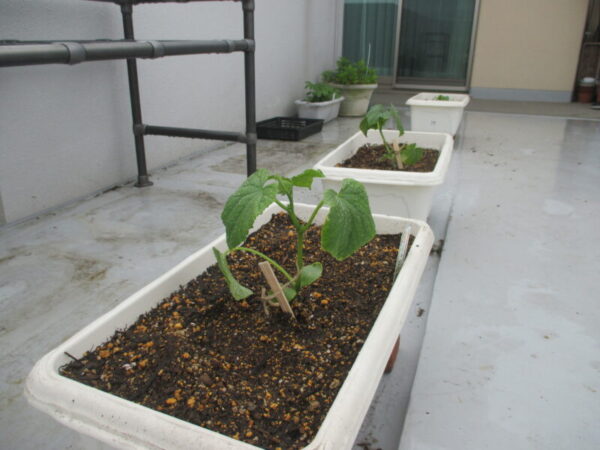 IMG 0002 600x450 - 菜園はじめました。