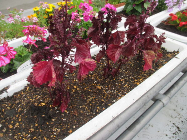 IMG 0003 600x450 - 菜園はじめました。