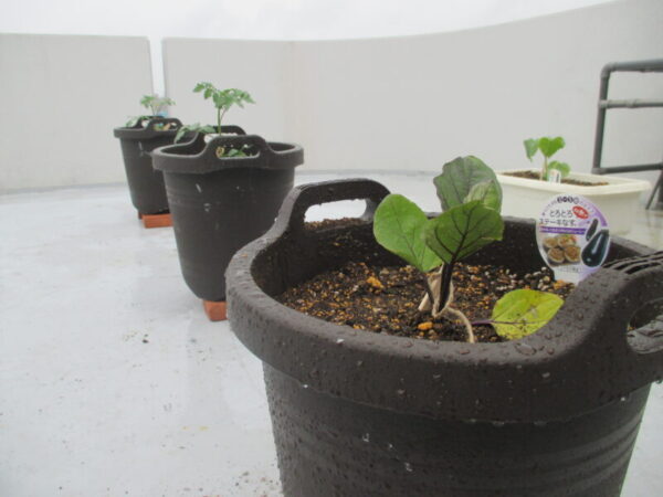 IMG 0004 600x450 - 菜園はじめました。