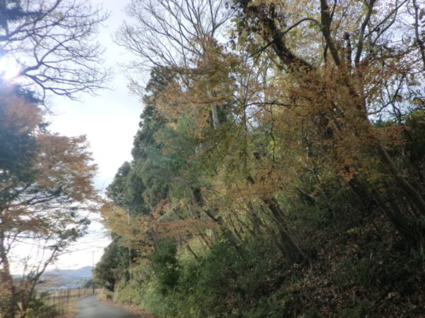 CIMG0993 600x450 - 紅葉見学・・多床室編