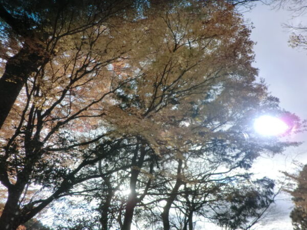 CIMG0994 600x450 - 紅葉見学・・多床室編