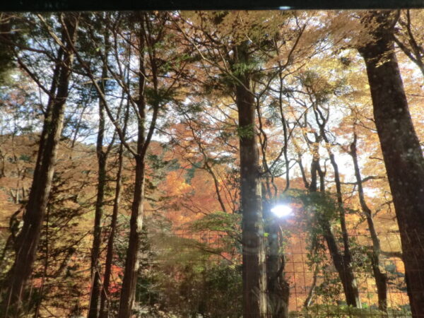 紅葉見学・・多床室編 CIMG0995 600x450 - 紅葉見学・・多床室編