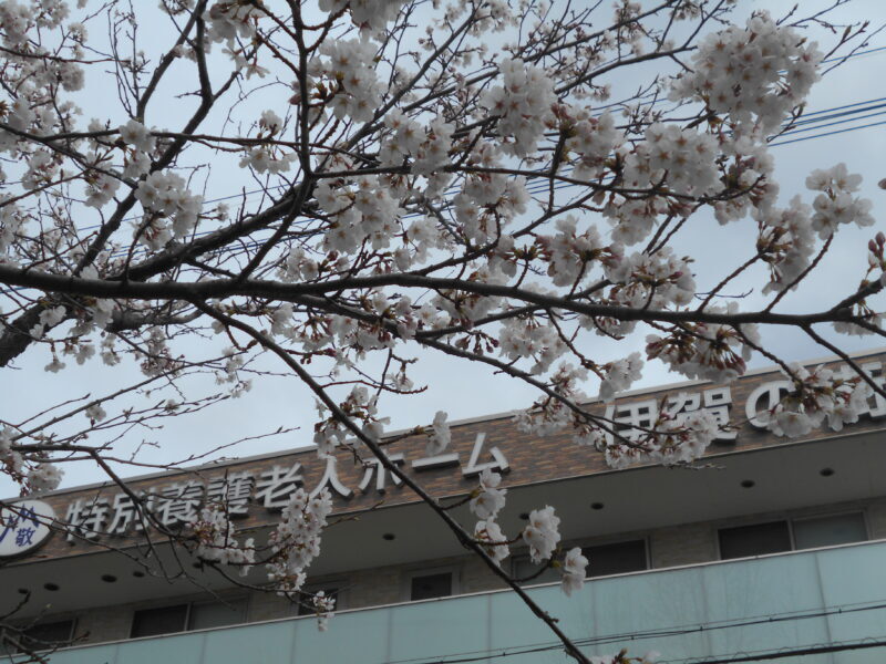 DSCN6119 800x600 - お花見🌸・・多床室編