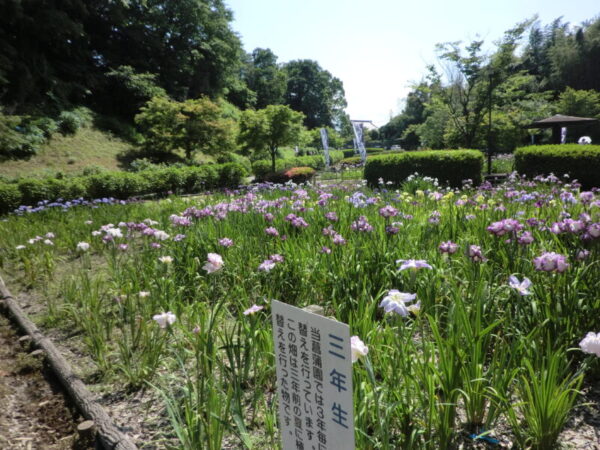 CIMG0275 600x450 - お花見ドライブ＆お散歩・・ユニット編