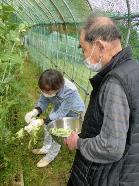 CIMG1167 450x600 - 【園芸】エンドウ豆の収穫