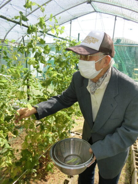 CIMG1233 450x600 - 【園芸】エンドウ豆の収穫