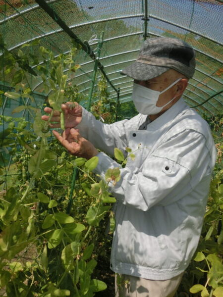 CIMG1247 450x600 - 【園芸】エンドウ豆の収穫