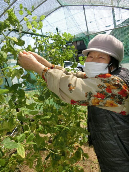 CIMG1254 450x600 - 【園芸】エンドウ豆の収穫