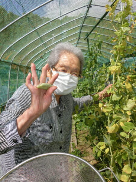 【園芸】エンドウ豆の収穫 CIMG1284 450x600 - 【園芸】エンドウ豆の収穫