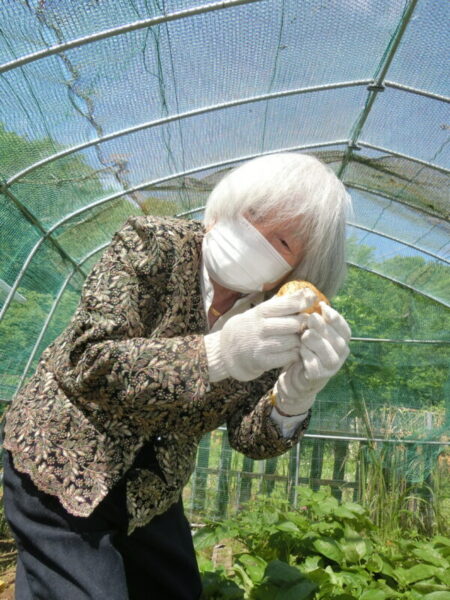 CIMG1317 450x600 - 【園芸】じゃがいも掘り