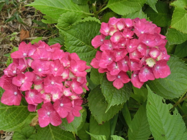 【季節行事】紫陽花見学1日目 CIMG1579 600x450 - 【季節行事】紫陽花見学1日目